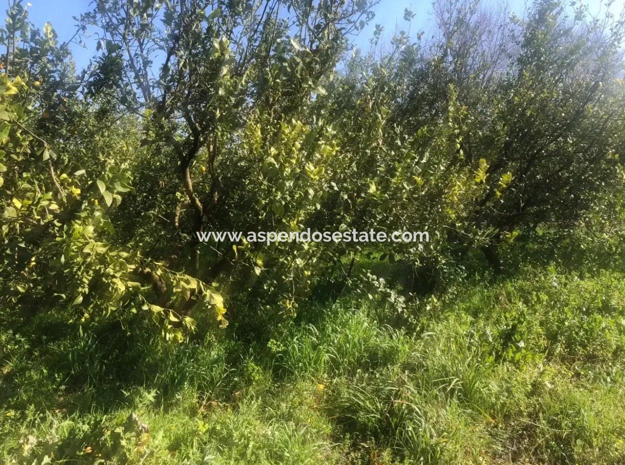 Raiders 803M2 Land For Sale In Plot For Sale