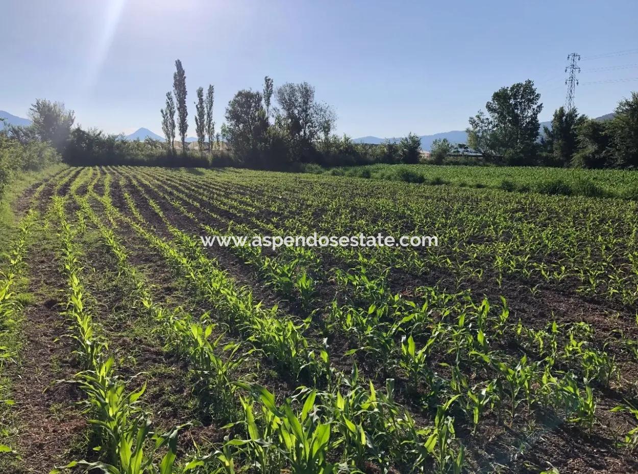 2200M2 Plot For Sale In Dalyan For Sale Dalyan