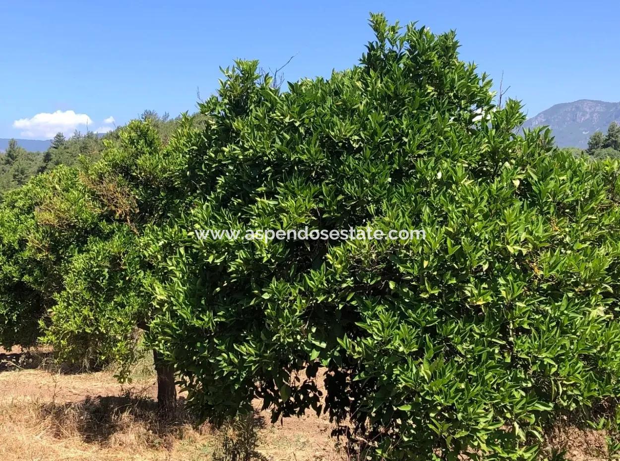 Garden For Sale In Gokce Akyaka, Near The Sea, A 38,000M2 Plot For Sale