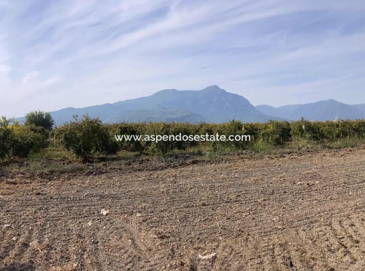 Land For Sale In Esköy 8500M2 Field Land For Sale