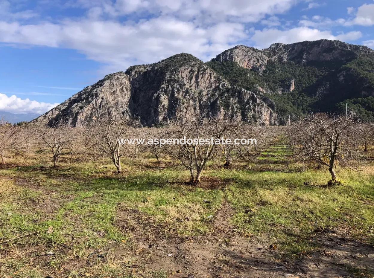 Land For Sale In Dalyan Istuzu Yollu On 24,000M2 Pomegranate Garden For Sale