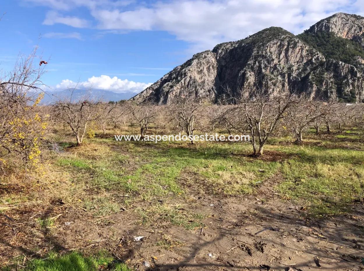 Land For Sale In Dalyan Istuzu Yollu On 24,000M2 Pomegranate Garden For Sale