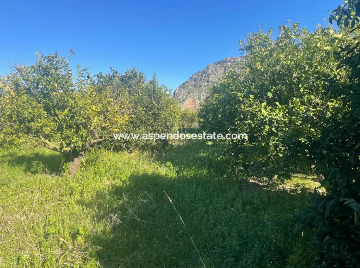 Dalyan Land For Sale 5227M2 Land For Sale