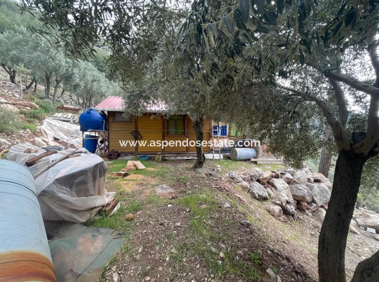 Olive House With Sea View In Ekincik Is For Sale