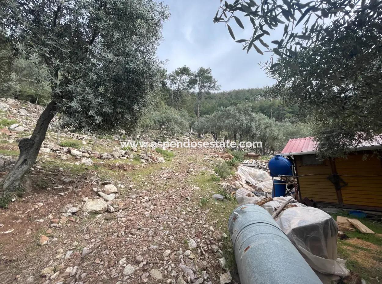 Olive House With Sea View In Ekincik Is For Sale