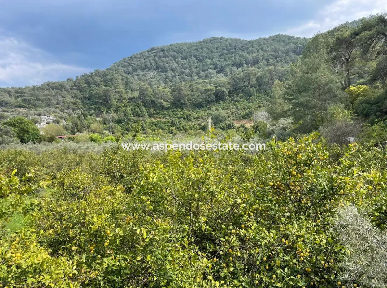 5000M2 Field For Sale At The Beginning Of The Road In Çandır