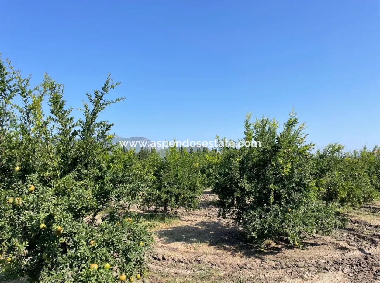 10,000M2 Pomegranate Garden For Sale In Dalyan Arıkbaşı And Gerendüzün