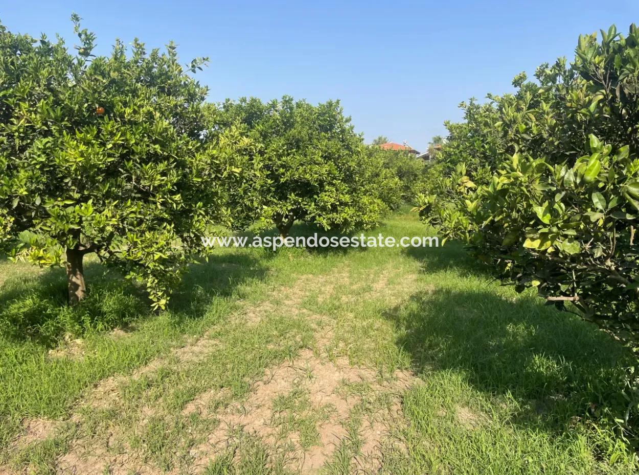 Land For Sale In Gulpinar, Dalyan 722M2