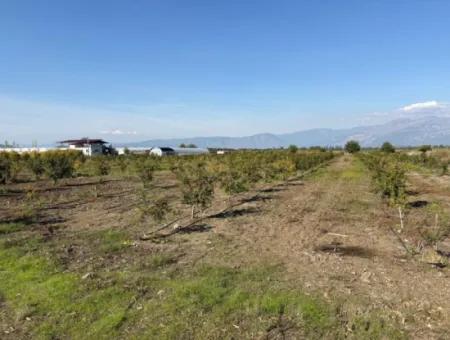 21500M2 Pomegranate Orchard For Sale In Eskiköy
