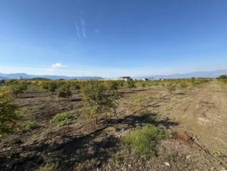 21500M2 Pomegranate Orchard For Sale In Eskiköy