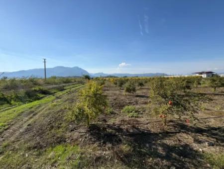 21500M2 Pomegranate Orchard For Sale In Eskiköy