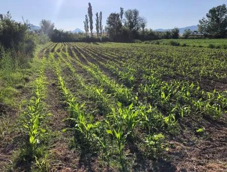 2200M2 Plot For Sale In Dalyan For Sale Dalyan