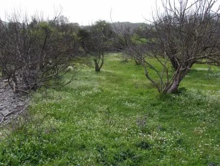 In Incirkoy Uzumlu Fethiye Plot For Sale Farm For Sale In Incirkoy