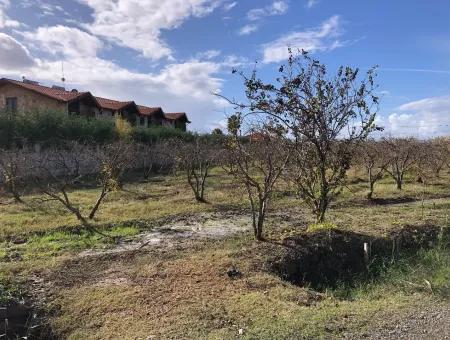 Land For Sale In Dalyan Istuzu Yollu On 24,000M2 Pomegranate Garden For Sale