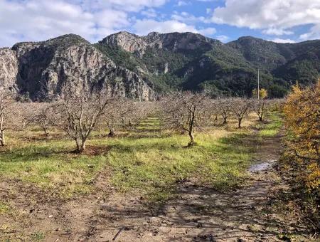 Land For Sale In Dalyan Istuzu Yollu On 24,000M2 Pomegranate Garden For Sale