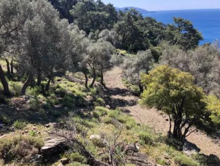 Land For Sale With Sea View In Çandir