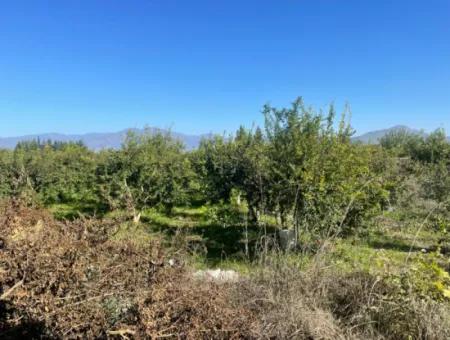 2223M2 Fields For Sale In Dalyan