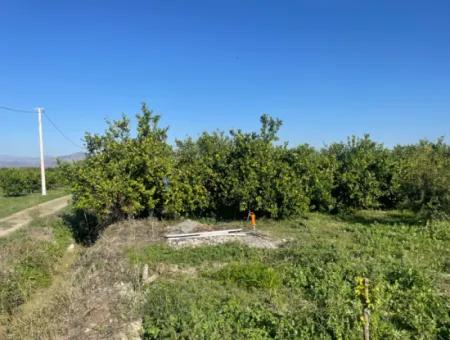 10,000M2 Lemon Garden For Sale In Karadons