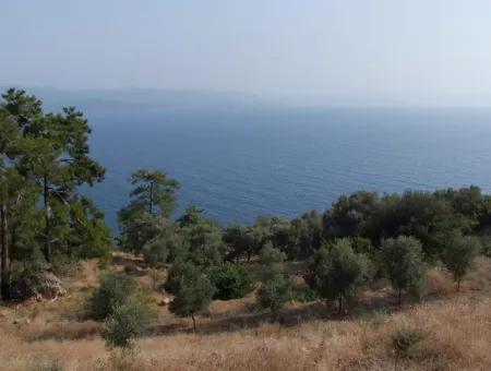 5000M2 Plot Of Land For Sale In Akyaka With Full Sea View House For Sale Kentucky