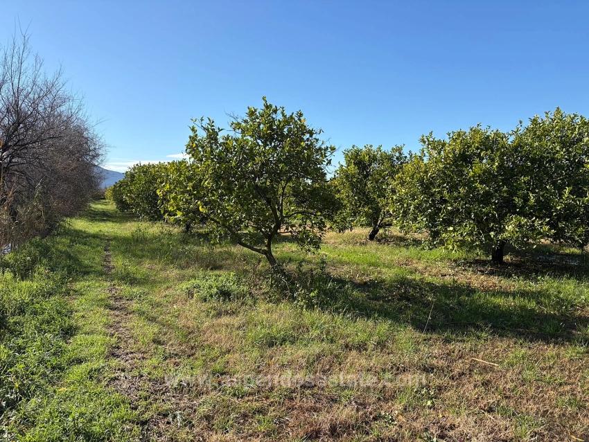 Продается Лимонный Сад В Даляне, 16 500 М².