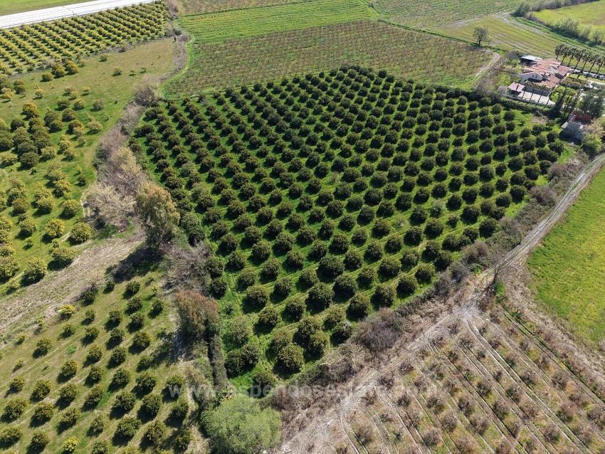 Виноградник Бахче Площадью 17.550 М2 На Продажу Недалеко От Центра Дальяна