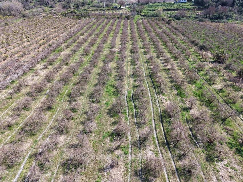 Гранатовый Сад Площадью 16.710 М2 На Продажу С Видом На Озеро В Эскикёй