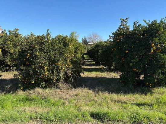 Продается Земельный Участок В Экшилиюрте, С Разрешением На Застройку, Площадью 1085 М2.