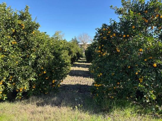 Продается Земельный Участок В Экшилиюрте, С Разрешением На Застройку, Площадью 1085 М2.