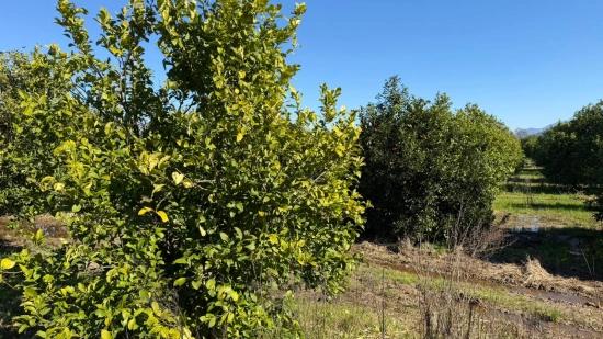 Продается Земельный Участок Площадью 2 218 М² В Окчуларе, Мармарис.