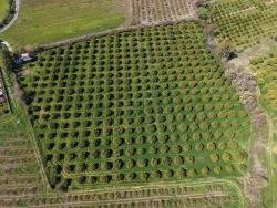 Виноградник Бахче Площадью 17.550 М2 На Продажу Недалеко От Центра Дальяна