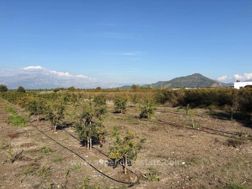 Eskiköy'de 21500M2 Satılık Nar Bahçesi