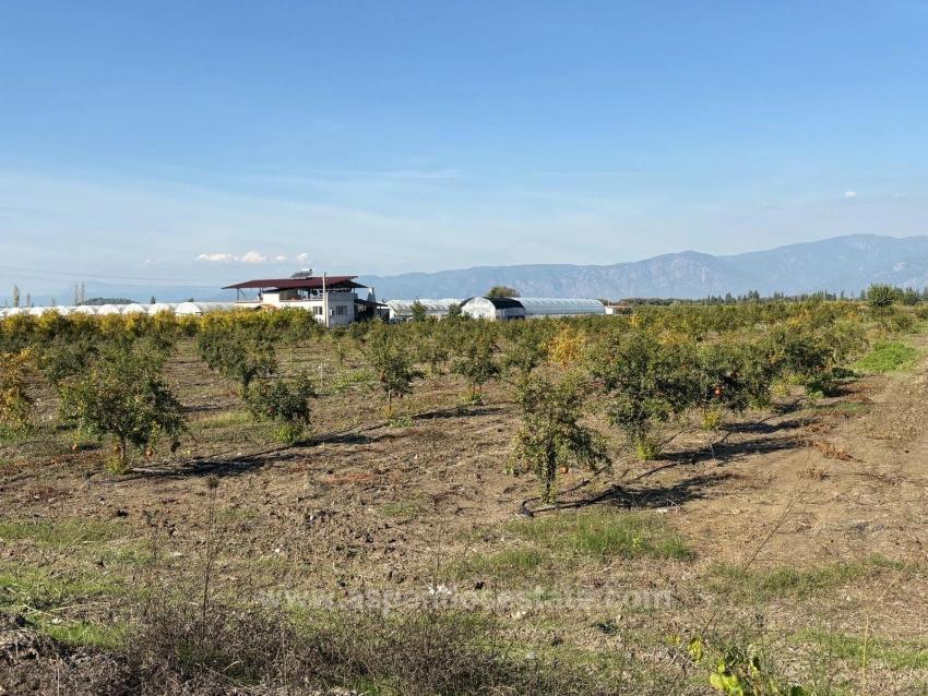 Eskiköy'de 21500M2 Satılık Nar Bahçesi