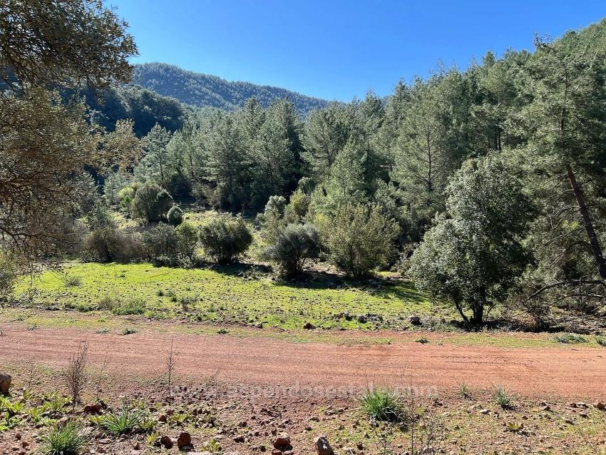 Gökbel'de Doğa Ve Orman İçerisinde Satılık Tarla