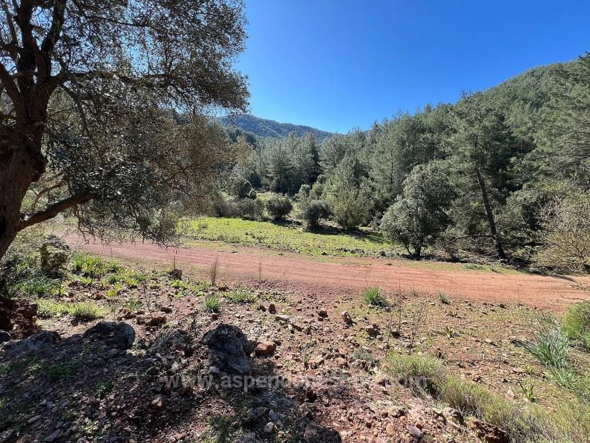 Gökbel'de Doğa Ve Orman İçerisinde Satılık Tarla