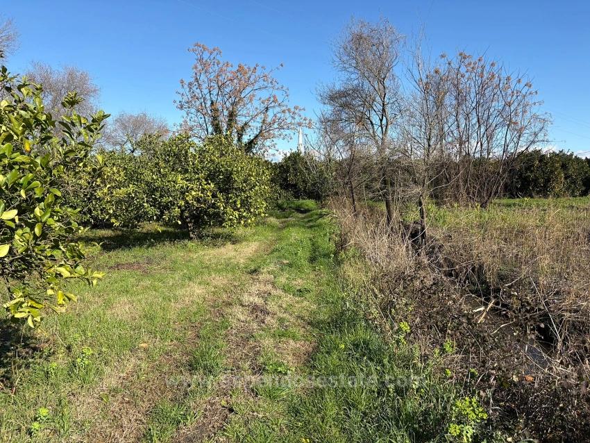 Dalyan'da 16.500M2 Satılık Limon Bahçesi