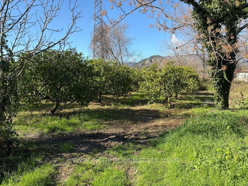 Dalyan'da 16.500M2 Satılık Limon Bahçesi