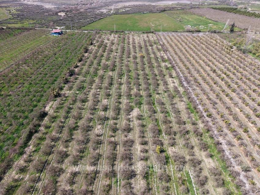 Eskiköy'de Göl Manzaralı 16.710M2 Satılık Nar Bahçesi