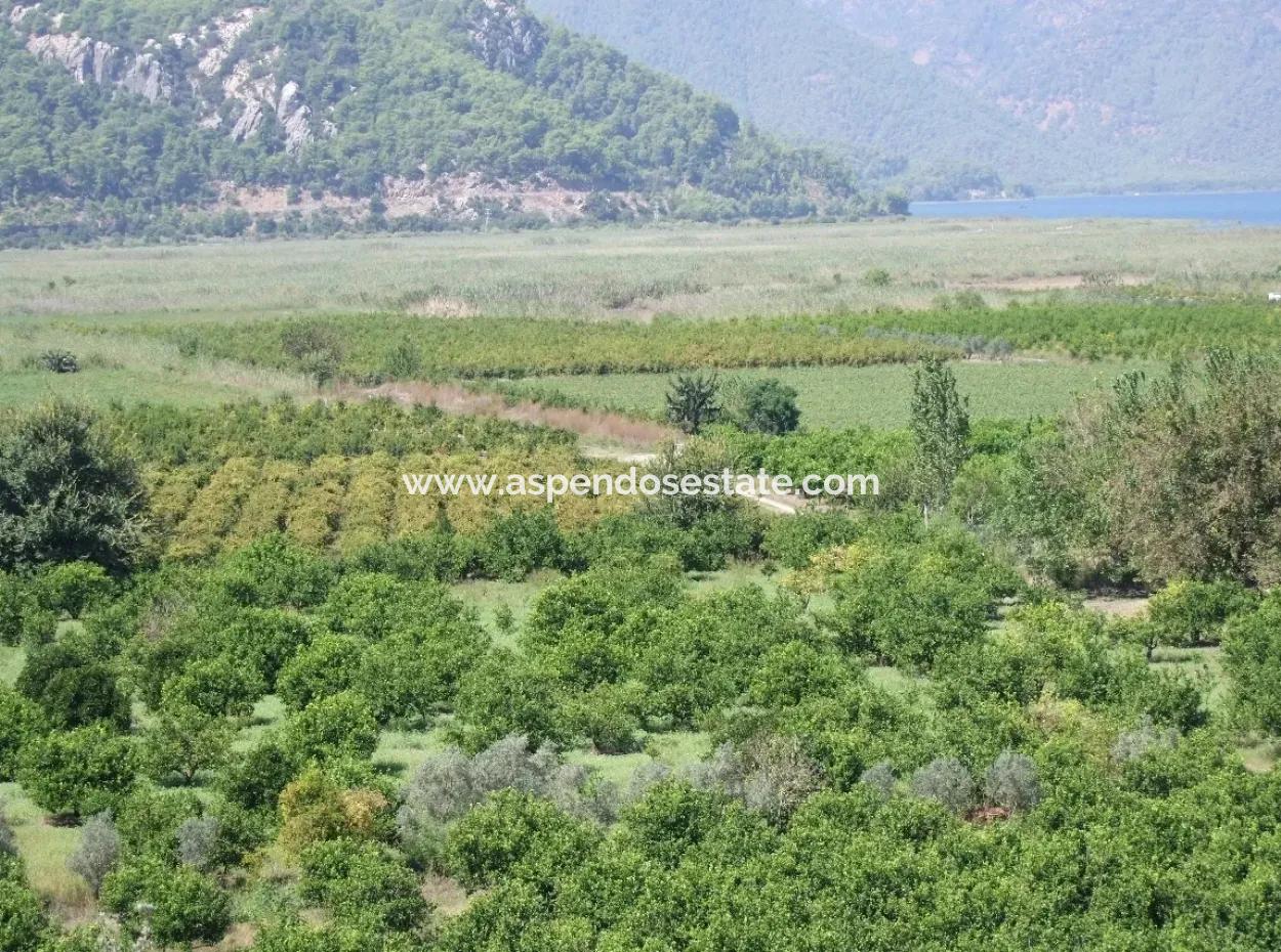 Dalyan Satılık Tarla Dalyan 73410M2 Satılık Tarla