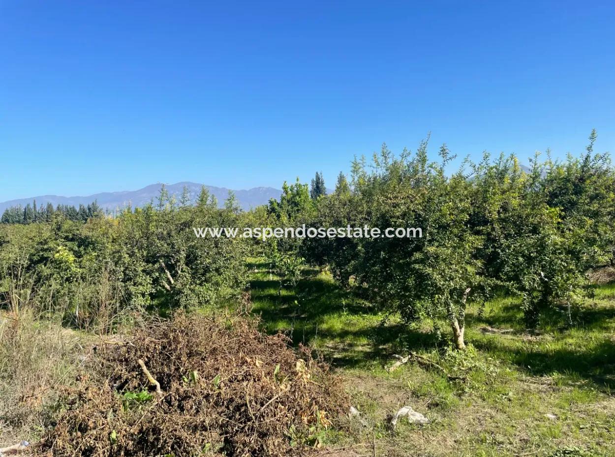 Dalyan'da Satılık 2223M2 Tarla