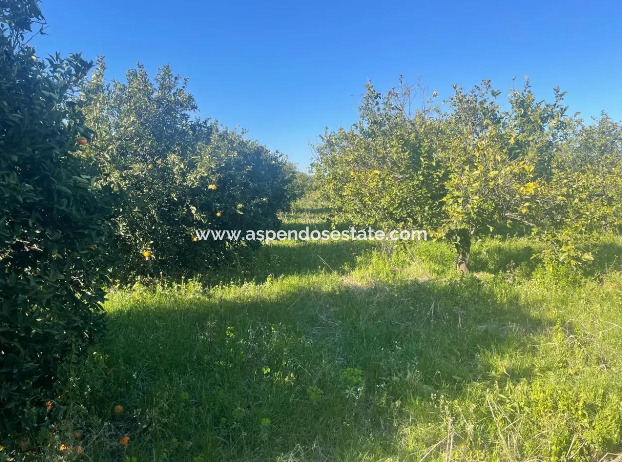 Dalyan Satılık Arsa 5227M2 Satılık Arsa