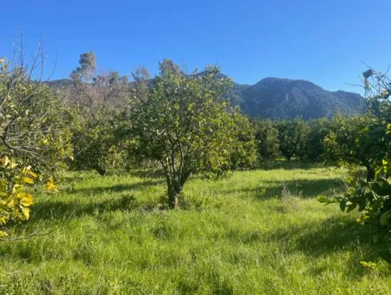 Dalyan Satılık Arsa 5227M2 Satılık Arsa