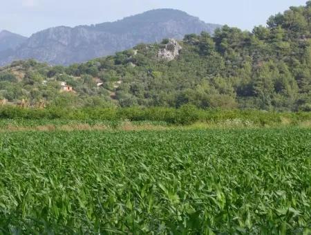 Dalyan Satılık Tarla Dalyan Merkeze Yakın 14,612M2 Satılık Tarla