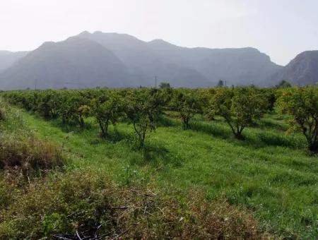 Dalyan İztuzu Satılık Bahçe Dalyan Göle Sıfır Satılık Arsa