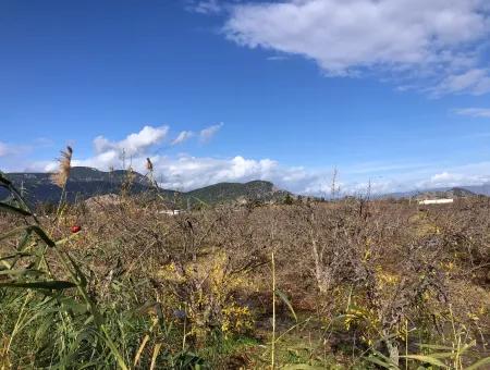 Dalyan Satılık Arazi İztuzu Yollu Üzerinde 24,000M2 Satılık Nar Bahçesi